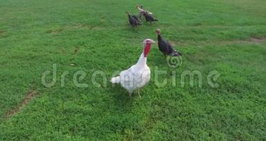 火鸡在一个小农场里自由地漫游农场和花园。