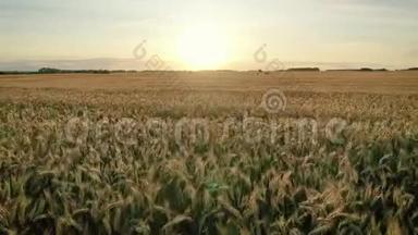 日落时分，在金色的麦穗、广阔的农田上快速飞行