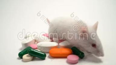实验老鼠和药丸