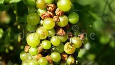 成熟的葡萄和成熟的葡萄栽培，白葡萄酒和普通的绿色瓶子飞露西莉亚绢云母吹蝇或吹蝇