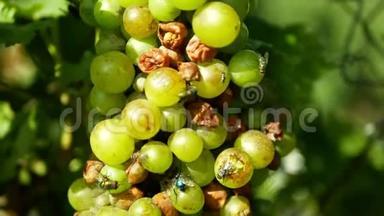 成熟的葡萄和成熟的葡萄栽培，白葡萄酒和普通的<strong>绿</strong>色瓶蝇蝇或吹蝇