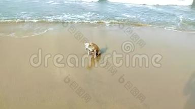 狗在海滩上玩耍，波浪在日落时撞上了一个摇摇欲坠的海滩