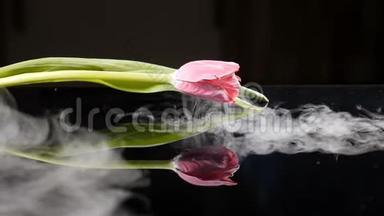 美丽的冻郁金香花，慢吞吞烟雾。 液氮中的花霜。 黑色背景。 高清高清
