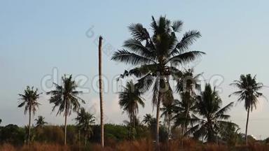 在泰国各省，椰子树随风摇曳.