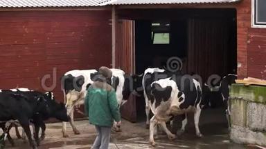 奶牛进入<strong>养殖场</strong>的牛棚。