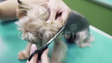 整理者用剪刀把头发贴在狗耳朵上. 约克郡宠物美容店