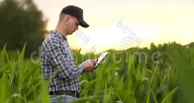 农民农学家，日落时分光秃秃的空田里拿着平板电脑，<strong>认真</strong>自信的人，用现代技术
