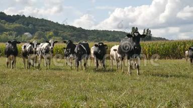 动物饲养，生态养殖理念.. 户外的一群吃青草的黑白奶牛的画像