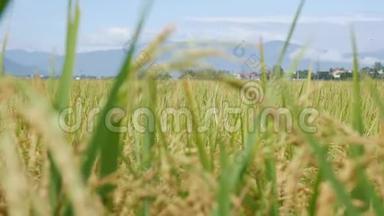 黄水稻田和黄金稻穗秆准备收割.. 有机稻稻田准备收割