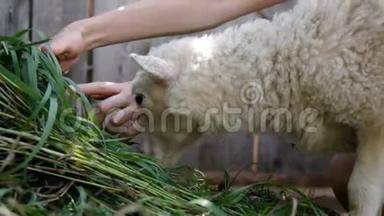 夏天，小羊嚼草，<strong>女孩</strong>用农场的钢笔和一只羊<strong>合影</strong>