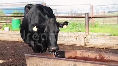 奶牛场的黑牛饮用水。 奶牛在老奶奶场繁殖。 特写奶牛喝水..