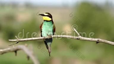美丽的彩色蜂鸟坐在树枝上剥羽毛