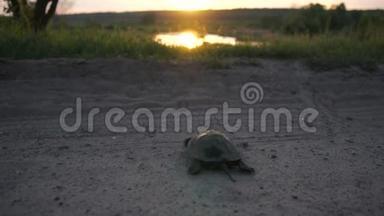 有趣的乌龟在日落时缓慢地爬过马路和草地，来到湖边