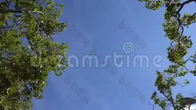 相机抬头，在树下慢慢移动。 树枝叶映衬蓝天.. 洛杉矶温暖的夏日
