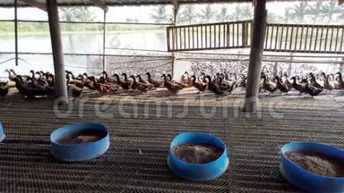 鸭在农场，吃和游泳在沼泽，4K<strong>超高清</strong>。 群鸭在农场，传统农业在泰国，4K<strong>超高清</strong>。