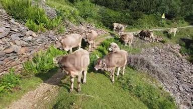 在高山<strong>草地</strong>上放牧的<strong>牛群</strong>。 意大利阿尔卑斯山。 意大利。 在自然环境中放牧