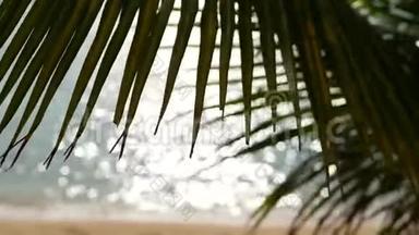 天堂岛热带沙滩。 碧绿的掌叶俯瞰大海.. 柔和的焦点模糊的自然抽象背景