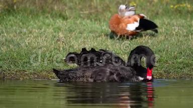 黑天鹅在水中清理羽毛。 巨蟹座