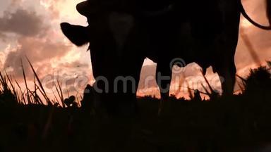 <strong>草地</strong>上的牛在<strong>草地</strong>上放牧. 农业背景。 健康的生活方式观念。 小企业、养牛