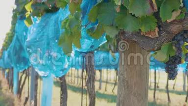 <strong>蓝鸟</strong>保护网覆盖着深色葡萄的葡萄园