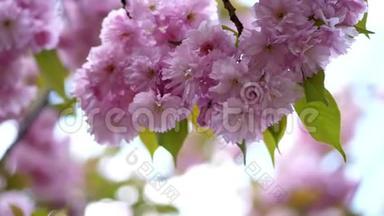 特写，樱花在阳光的照射下.. 漂亮，精致的粉红色花在树上.. 樱花盛开，