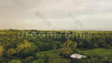 亚细亚村芒果园和水果园上空的无人机。 带果树的空中景观热带花园