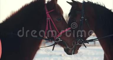 黎明时分，两匹漂亮的马在镜头前摆姿势，一匹骑马的马在镜头前