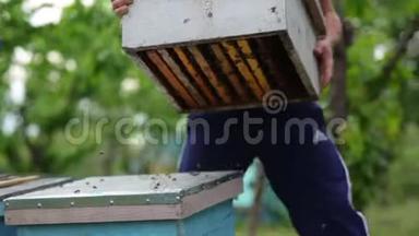 房署养蜂人把蜂蜜从蜂房里取出后，把蜂房堆在另一个蜂房上