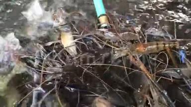 网勺里的虾在水里游来游去，巨河虾，市场上出售的虾类小龙虾