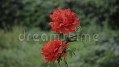 两个红色玫瑰花蕾近在咫尺。 绿叶背景下的两朵红玫瑰.. 在花园里盛开的红玫瑰