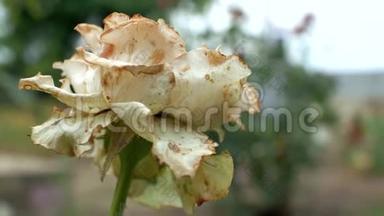 特写一朵腐烂枯萎的花园白玫瑰随风<strong>飘摇</strong>。 死花。 4k. 4k视频