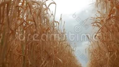 黄大麦植物在麦田里逆着天空和云彩。 底部视图。 4k. 4k视频