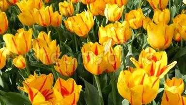 新鲜美丽的大饱和不寻常的黄色郁金香花在春天的花园里盛开。 装饰的郁金香花在