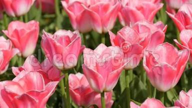 鲜美可口的粉白色郁金香花开在春天的花园里.. 春天盛开的装饰郁金香花