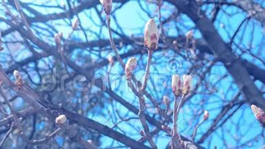 美丽的枝条，早春在蓝天背景上有栗子<strong>树</strong>的<strong>芽</strong>。