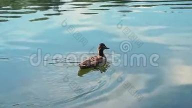 <strong>鸭子</strong>在湖里游泳。 <strong>鸭子</strong>在池塘上，<strong>鸭子</strong>在水里游泳。