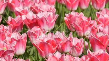 鲜美可口的粉白色郁金香花开在春天的花园里.. 春天盛开的装饰郁金香花