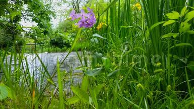 美丽的流动的河流与美丽的紫色花朵<strong>在未来</strong>的夏天。 紫罗兰花衬河边景