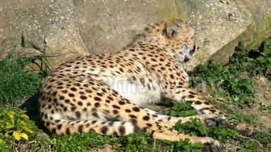 猎豹在太阳，斑斑掠食者躺下来，在草地上休息在大自然。