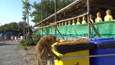 猴子试图打开垃圾桶。 猴子走在垃圾桶旁边。 彩色盒子。
