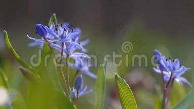 脆弱的蓝色花和花蕾，在阳光明媚的春天，大自然唤醒时间，极端模糊的背景