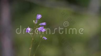 模糊背景下小野铃的特写。 库存录像。 美丽的小野花，有紫色的铃铛