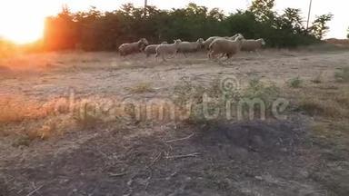 日落时分，一群羊从牧场回家。 日落时分在乡村拍摄