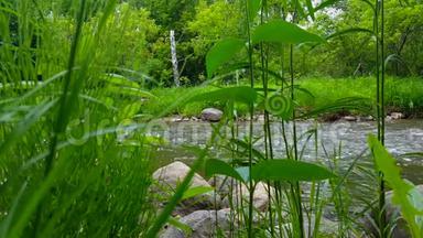 夏季被森林树木包围的背景中有美丽的河流的茂盛绿色植物。 从绿色看风景