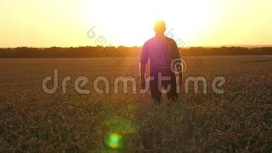 日落时，一个穿着格子衬衫的年轻农民走在成熟的麦田里。 一个人巡视一片田野