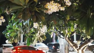 泰国绿树，街道模糊的背景上开着梅花，过往的车辆