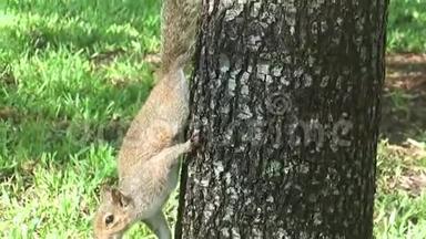 佛罗里达州，迈阿密，佛罗里达州，迈阿密海湾，在城市公园里，一只松鼠从棕榈树下来寻找地面上的食物