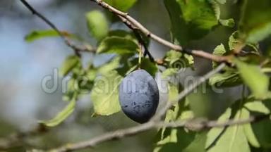种在果园里的树上的李子。 生产新鲜和有机水果。 枝上成熟的紫罗兰梅。 生长着新鲜的蓝色李子。 P.