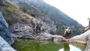 格里芬秃鹫，在一个山浴附近