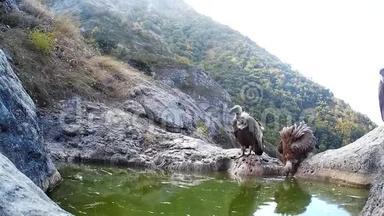 两只狮鹫，一只在山上洗澡的地方打架